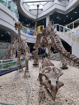 博物馆恐龙化石模型