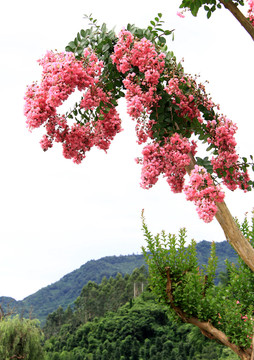 观赏紫荆花树