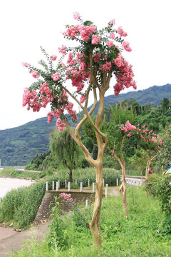 观赏紫荆花树