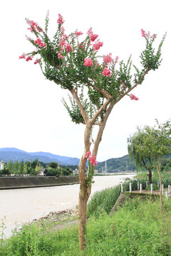 观赏紫荆花树