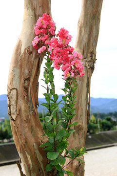 观赏紫荆花树