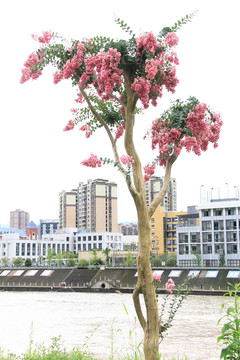 观赏紫荆花树
