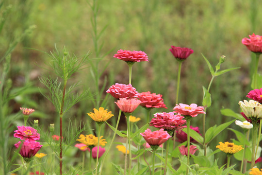 盛开的朵花百日菊