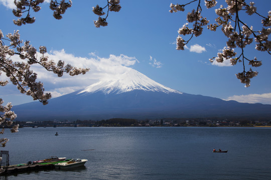 富士山樱花