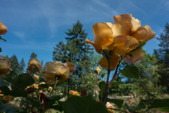 玫瑰培育园