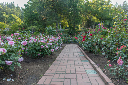 玫瑰培育园