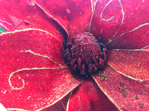 花朵特写
