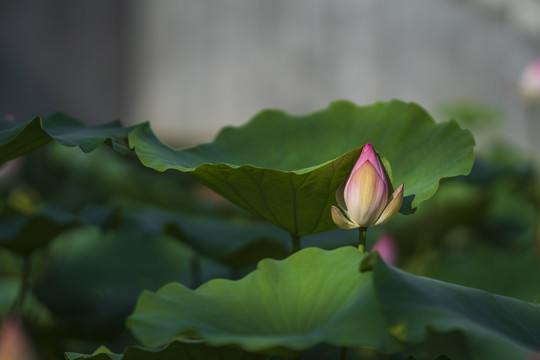 荷花花蕾