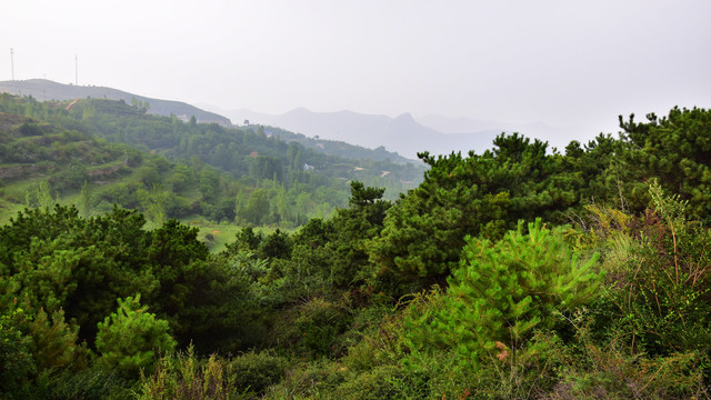 山坡上的绿色植被