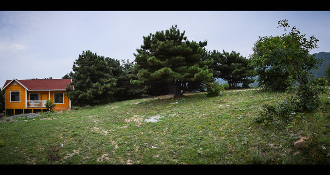 电影质感松树林风景