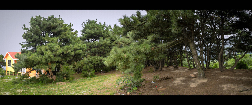 山顶的松树林