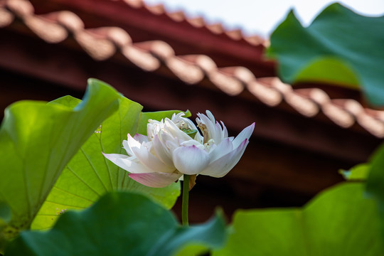 寺庙荷花