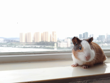 窗台上的豚鼠