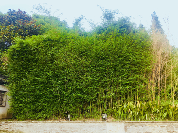 绿色竹墙