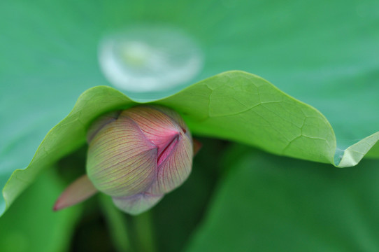 荷花