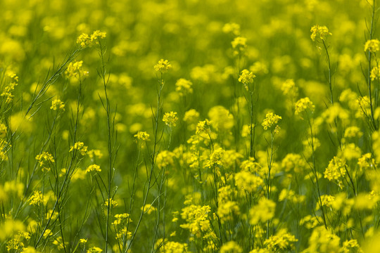 油菜花