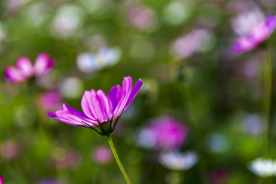 格桑花