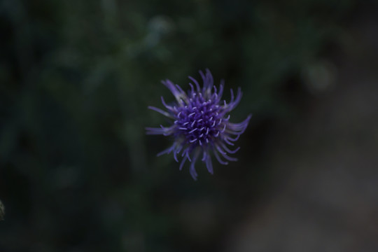 紫色小花