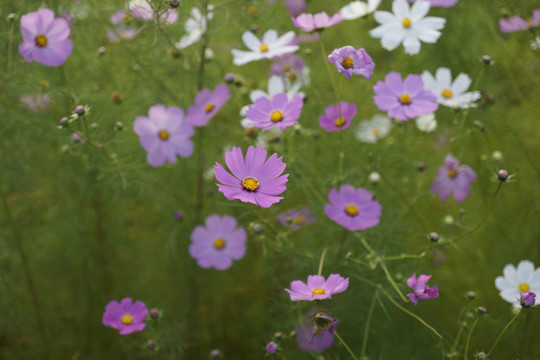 格桑花