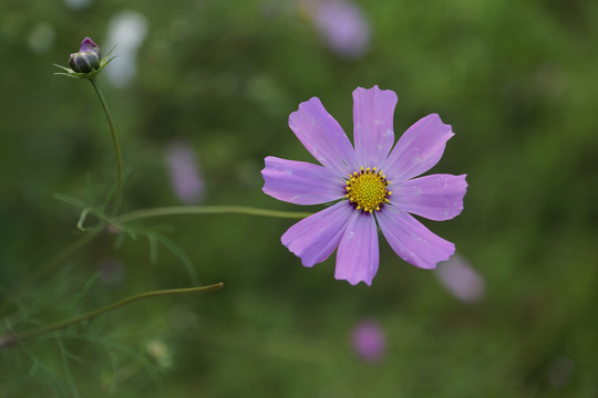 格桑花