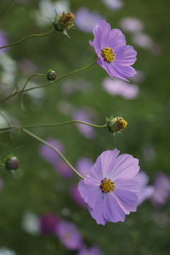 格桑花
