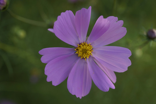 格桑花