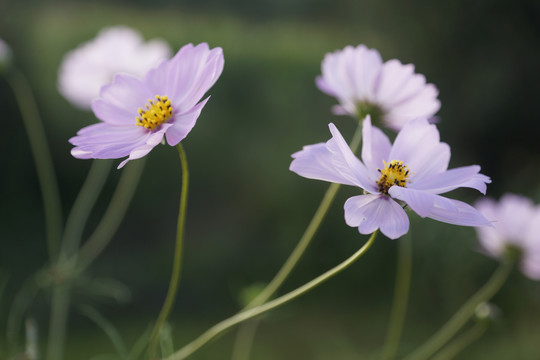 格桑花