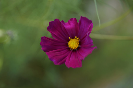 格桑花