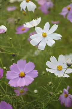 格桑花