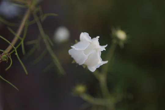白色小花