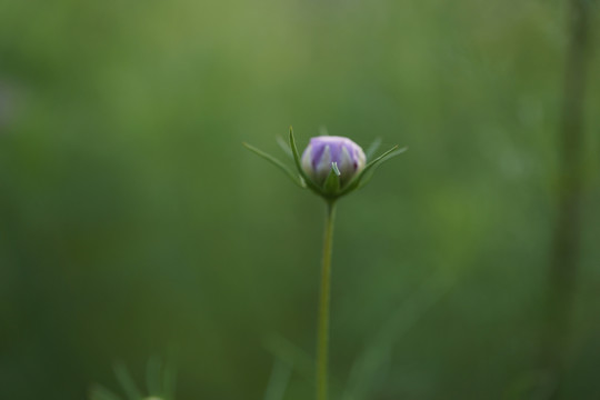 格桑花