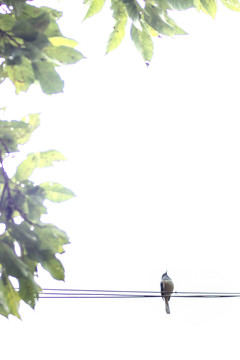 小鸟