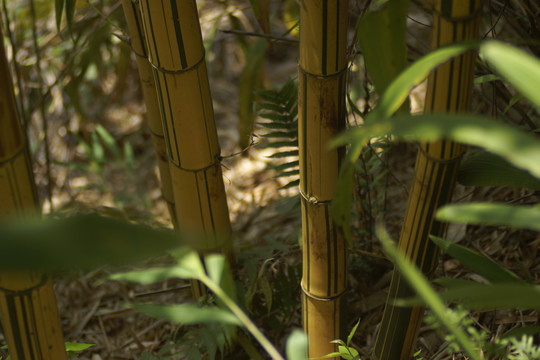 竹子