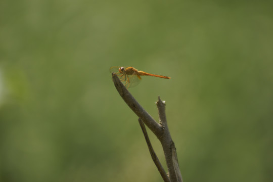 蜻蜓