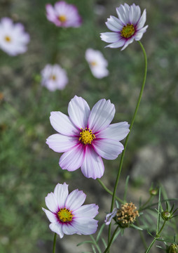 格桑花