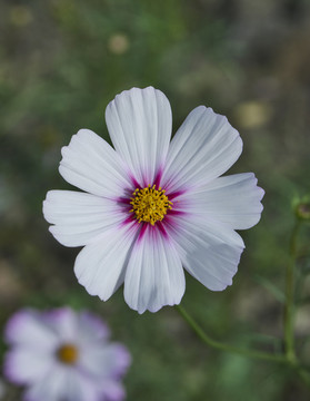 格桑花