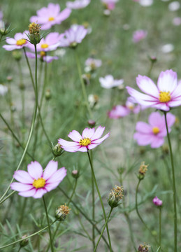 格桑花