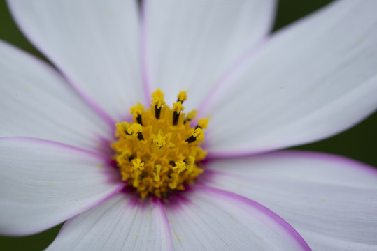 格桑花