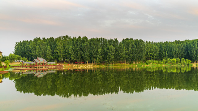 绿树林