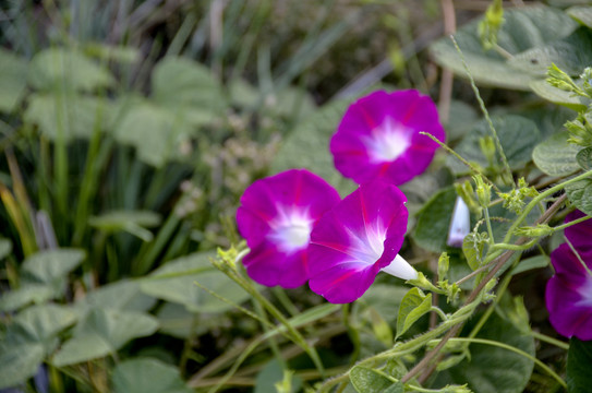 牵牛花