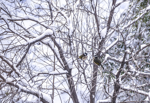 雪景