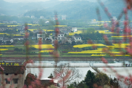 油菜花