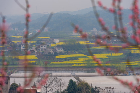 油菜花