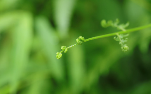 蕨类植物