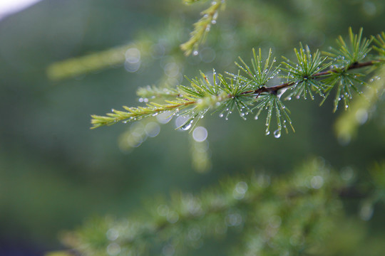松树树枝松针雨后水滴雨滴