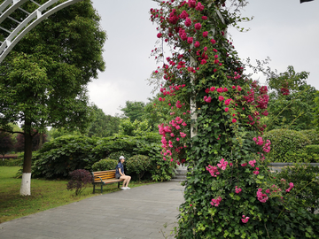 蔷薇花
