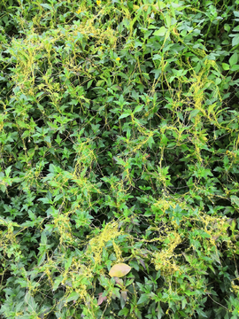绿植杂草