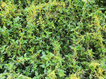 绿植杂草