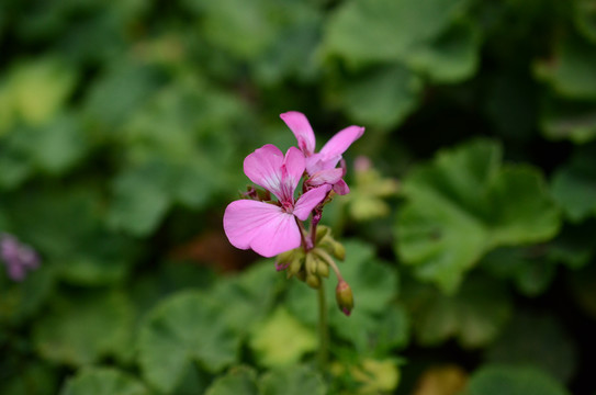 紫色小花