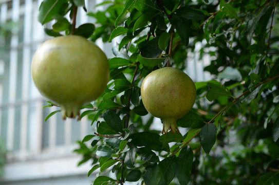 青柿子挂枝头